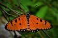 Beautiful Tawny Coster butterfly Acraea terpsicore