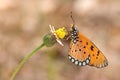 Tawny Coster butterfly Acraea terpsicore Royalty Free Stock Photo