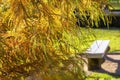 Beautiful Taxodium in autumn Royalty Free Stock Photo