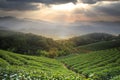 Beautiful tea darden with nice sunset and tea tree green Royalty Free Stock Photo