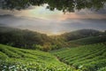 Beautiful tea darden with nice sunset and tea tree green Royalty Free Stock Photo