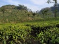 Beautiful tea estate in thekkady