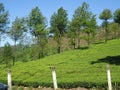 Beautiful Tea Estate view in Munnar Kerala India