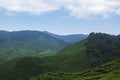 Tea farm scenery under cloudy sky at Cameron Highland, Malaysia