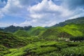 Tea farm scenery under cloudy sky at Cameron Highland, Malaysia