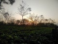 Beautiful tea garden in jonai  part 5 assam,india Royalty Free Stock Photo