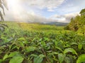 Tea garden in the morning fresh, exposed to sunlight Royalty Free Stock Photo