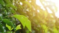 Tea garden in the morning fresh, exposed to sunlight Royalty Free Stock Photo