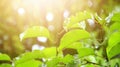 Tea garden in the morning fresh, exposed to sunlight Royalty Free Stock Photo