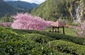 Beautiful Tea Garden in Taiwan Royalty Free Stock Photo