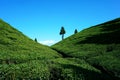 Beautiful tea garden under blue sky at Darjeeling Hill in India Royalty Free Stock Photo