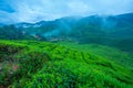 Tea plantation Cameron Highland Royalty Free Stock Photo