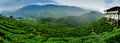 Beautiful tea plantation at Cameron Highland, Malaysia. Royalty Free Stock Photo