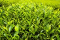 close-up of tea plantation in the morning Royalty Free Stock Photo