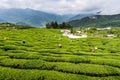 farmer picking tea leaves in a tea plantation of Taiwan. Royalty Free Stock Photo