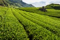 Beautiful tea plantation landscape on the mountaintop of Alishan in Taiwan. Royalty Free Stock Photo