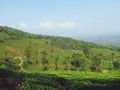 Beautiful Tea plantation  in Wayanad Meppadi Royalty Free Stock Photo