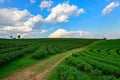 Tea plantation with white cloudy blue sky Royalty Free Stock Photo