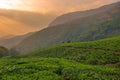 Tea plantations in Munnar, Kerala, India