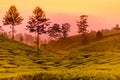 Beautiful Tea plantations at Munnar, Kerala, India at sunset/dusk.