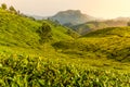 Beautiful Tea plantations at Munnar, Kerala, India at sunset/dusk.