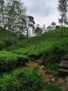 Beautiful tea states of sri lanka
