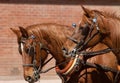 Beautiful team of horses pulling stagecoach Royalty Free Stock Photo