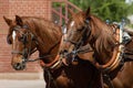 Beautiful team of horses pulling stagecoach Royalty Free Stock Photo