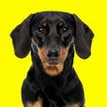 beautiful teckel dachshund dog looking in front and sitting