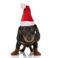 Beautiful teckel dachshund  puppy with christmas hat standing on white background Royalty Free Stock Photo