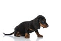 Beautiful teckel puppy looking to side from a side view position