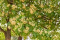 Beautiful Tembusu Plant, Kan Krao flowers or Fagraea Fragrans Royalty Free Stock Photo