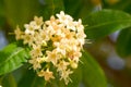 Beautiful Tembusu Plant, Kan Krao flowers or Fagraea Fragrans