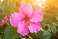 Beautiful tender blooming pink hibiscus flowers on bush green leaves foliage. Golden sun flare