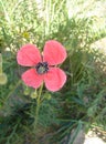 Beautiful Tender Blooming Pink Poppy Flower in the Mountains. Green Leaves. Bright Sunny Day