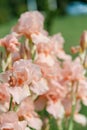 Beautiful tender blush colored iris flowers on green background. Soft focused shot.