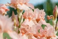 Beautiful tender blush colored iris flowers on green background.