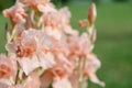 Beautiful tender blush colored iris flowers on green background. Soft focused shot.