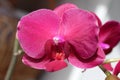 Beautiful tender burgundy orchid flower