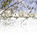 Beautiful tender cheery tree flowers border, blooming nature, first blossom, sunny day, natural border, spring time concept