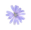 Beautiful tender chicory flower isolated on white Royalty Free Stock Photo