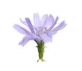 Beautiful tender chicory flower isolated on white Royalty Free Stock Photo