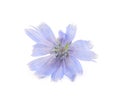 Beautiful tender chicory flower isolated on white Royalty Free Stock Photo