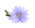 Beautiful tender chicory flower isolated on white Royalty Free Stock Photo