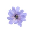 Beautiful tender chicory flower isolated on white Royalty Free Stock Photo