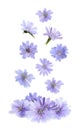 Beautiful tender chicory flowers falling on white background Royalty Free Stock Photo