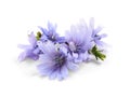 Beautiful tender chicory flowers on white background Royalty Free Stock Photo