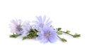 Beautiful tender chicory flowers on white background Royalty Free Stock Photo