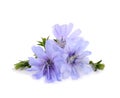 Beautiful tender chicory flowers on white background Royalty Free Stock Photo