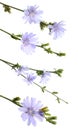 Beautiful tender chicory flowers on white background, collage. Vertical banner design Royalty Free Stock Photo